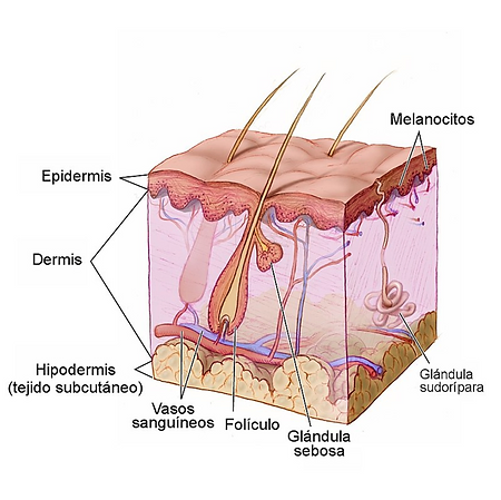 Diagram of the layers of the skin: epidermis, dermis and hypodermis, with hair follicle, sebaceous gland, blood vessels and sweat gland